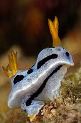 Sit, nudi, sit ... fine! :-) by Michael Henke 